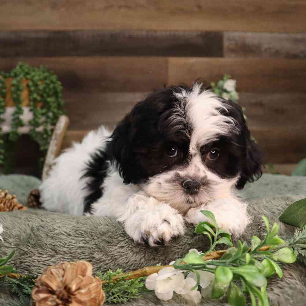 carousel pet images