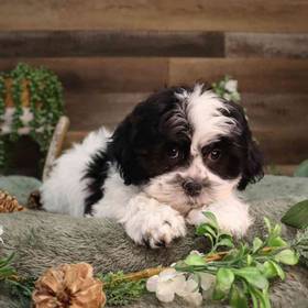 Teddy Bear