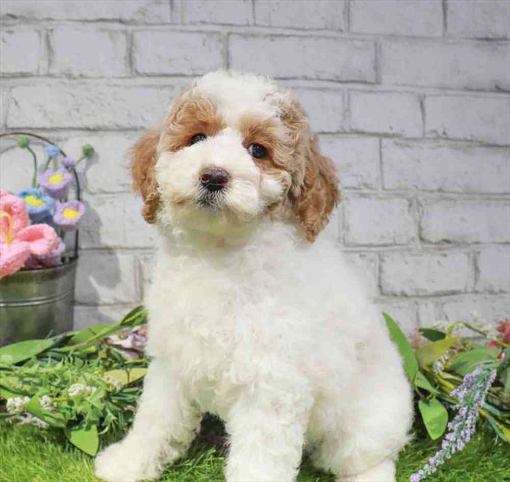 carousel pet images