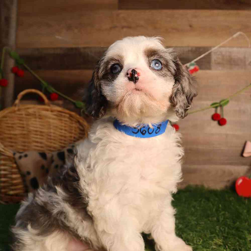 Male Cavapoo Puppy for Sale in Blaine, MN