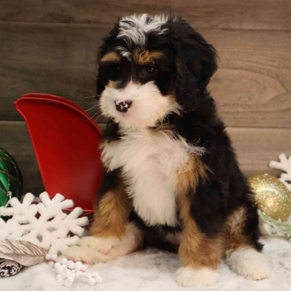 carousel pet images