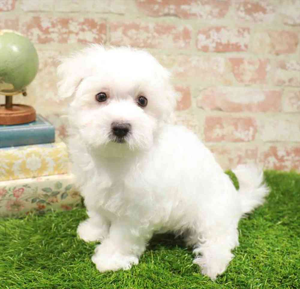 carousel pet images