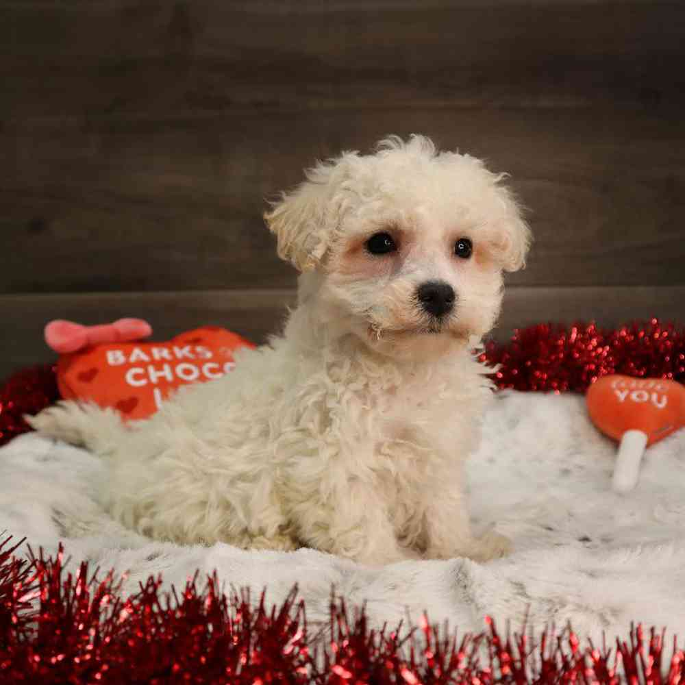 Male Bichon Frise Puppy for Sale in Blaine, MN