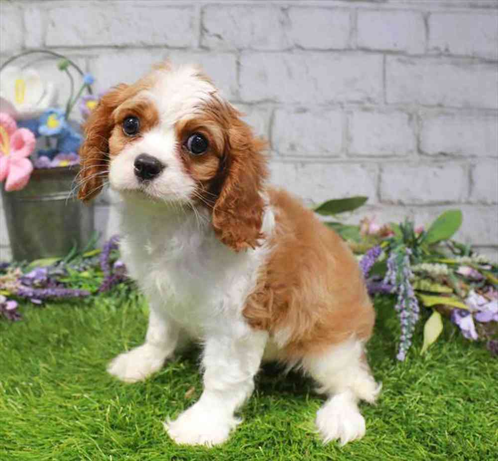 carousel pet images