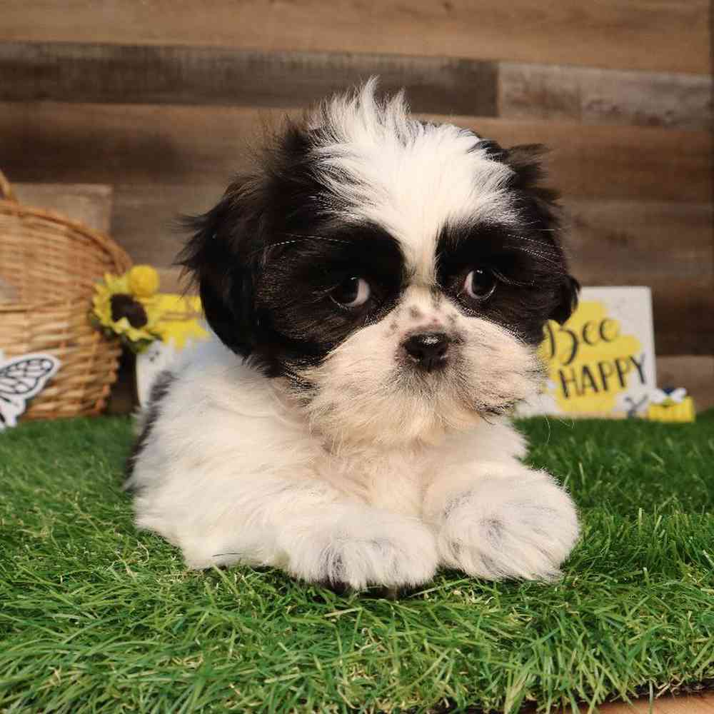 Female Malshi Puppy for Sale in Blaine, MN
