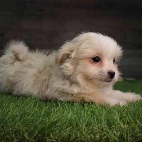 Pomshi