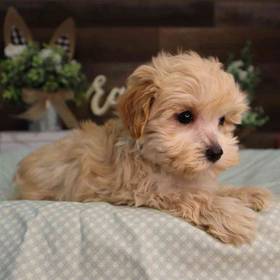Maltipoo