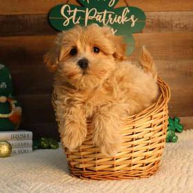 Maltipoo