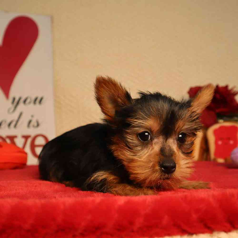 carousel pet images
