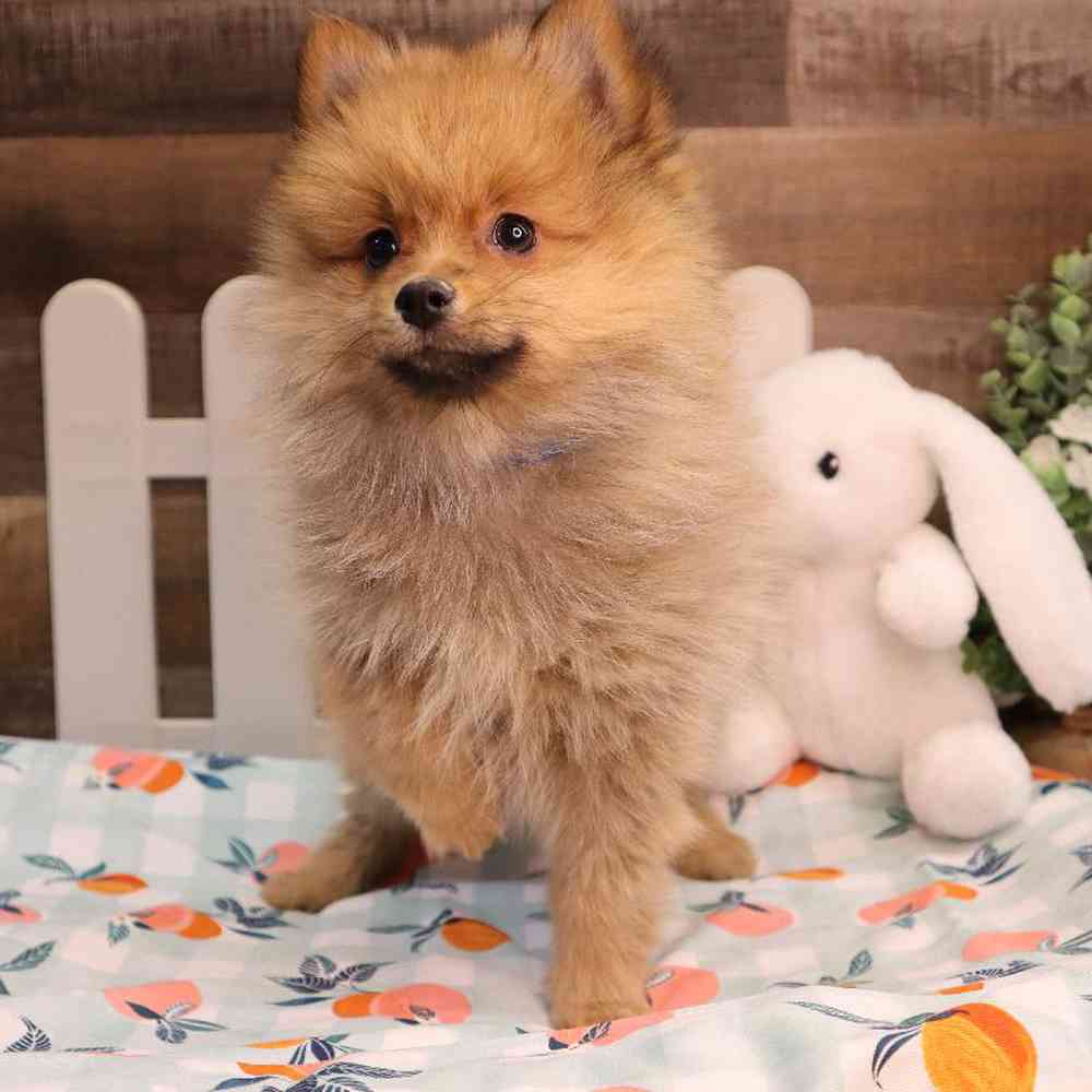 carousel pet images