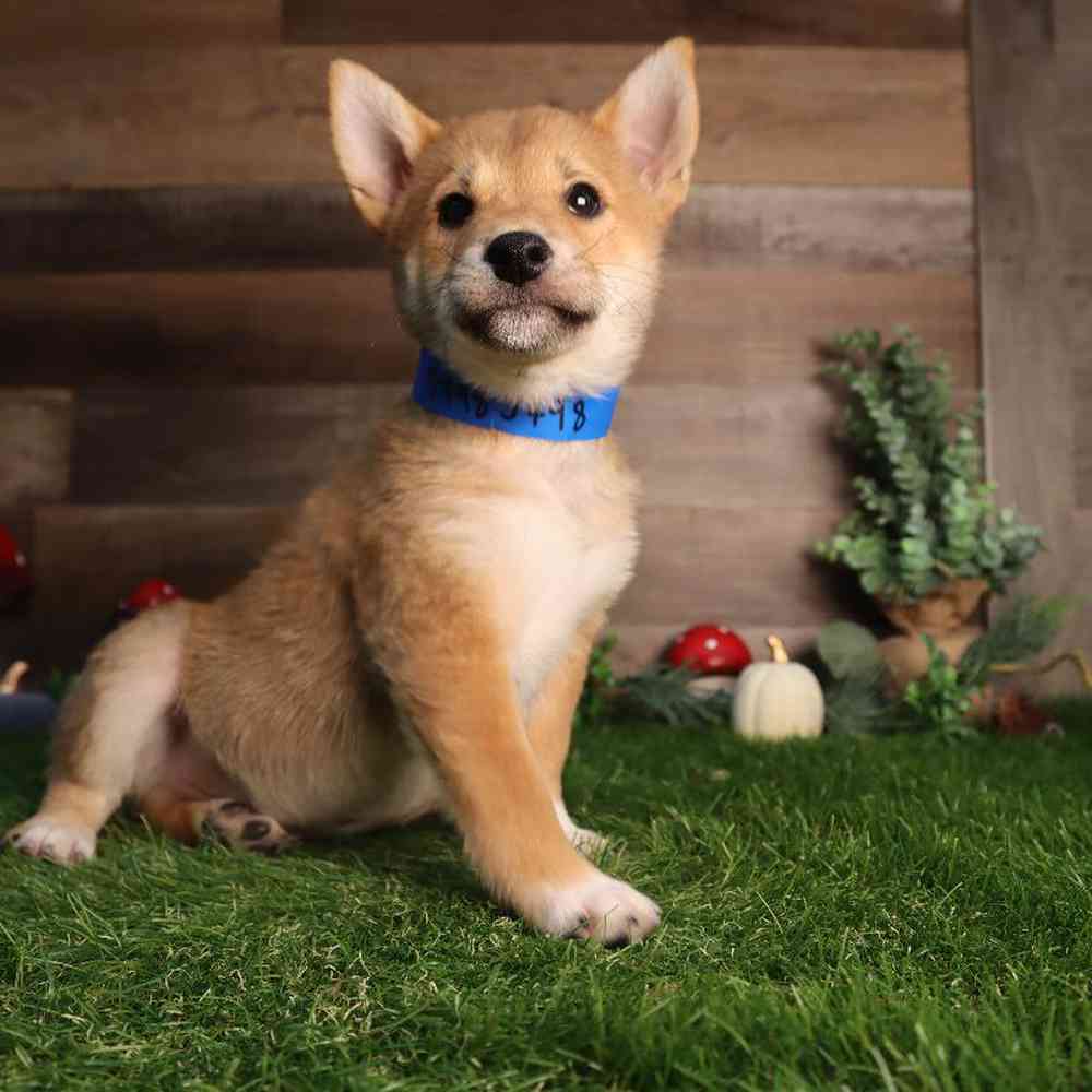 Image of a pet breed in the gallery