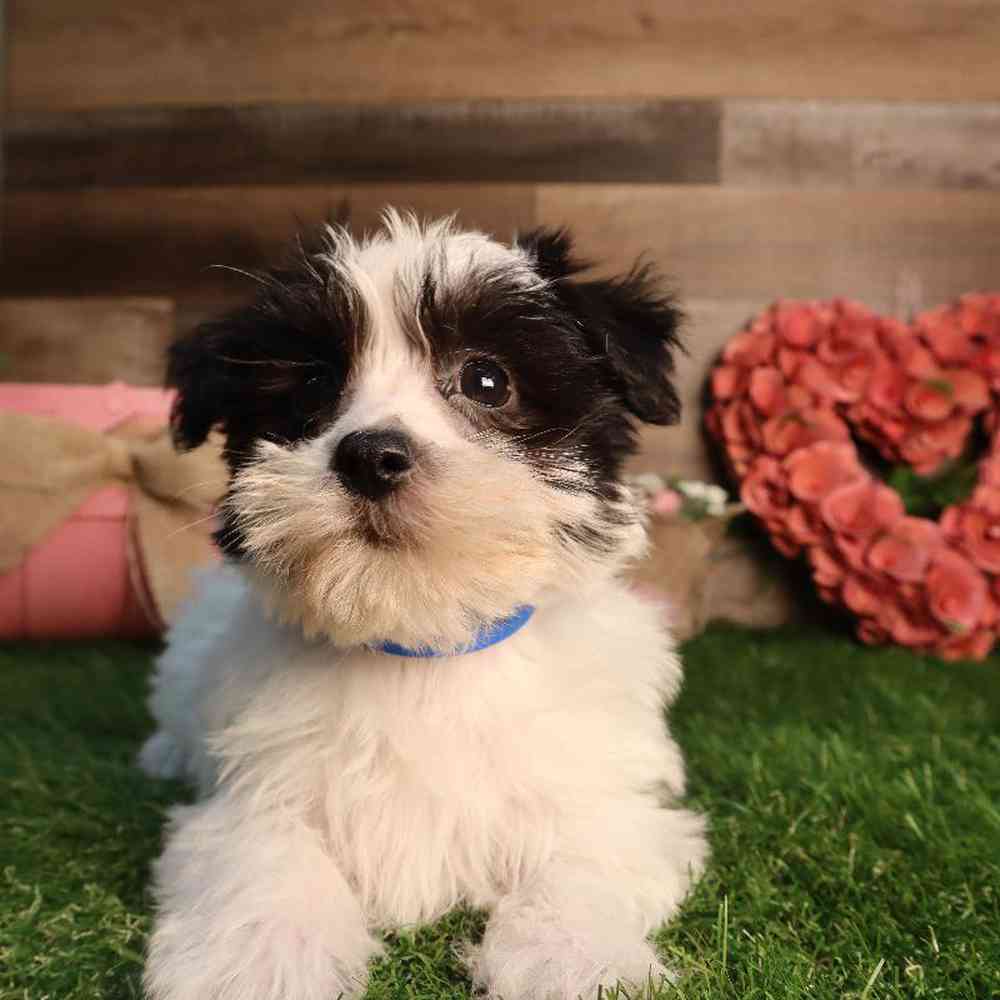 carousel pet images