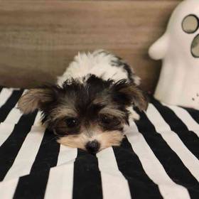 Yochon