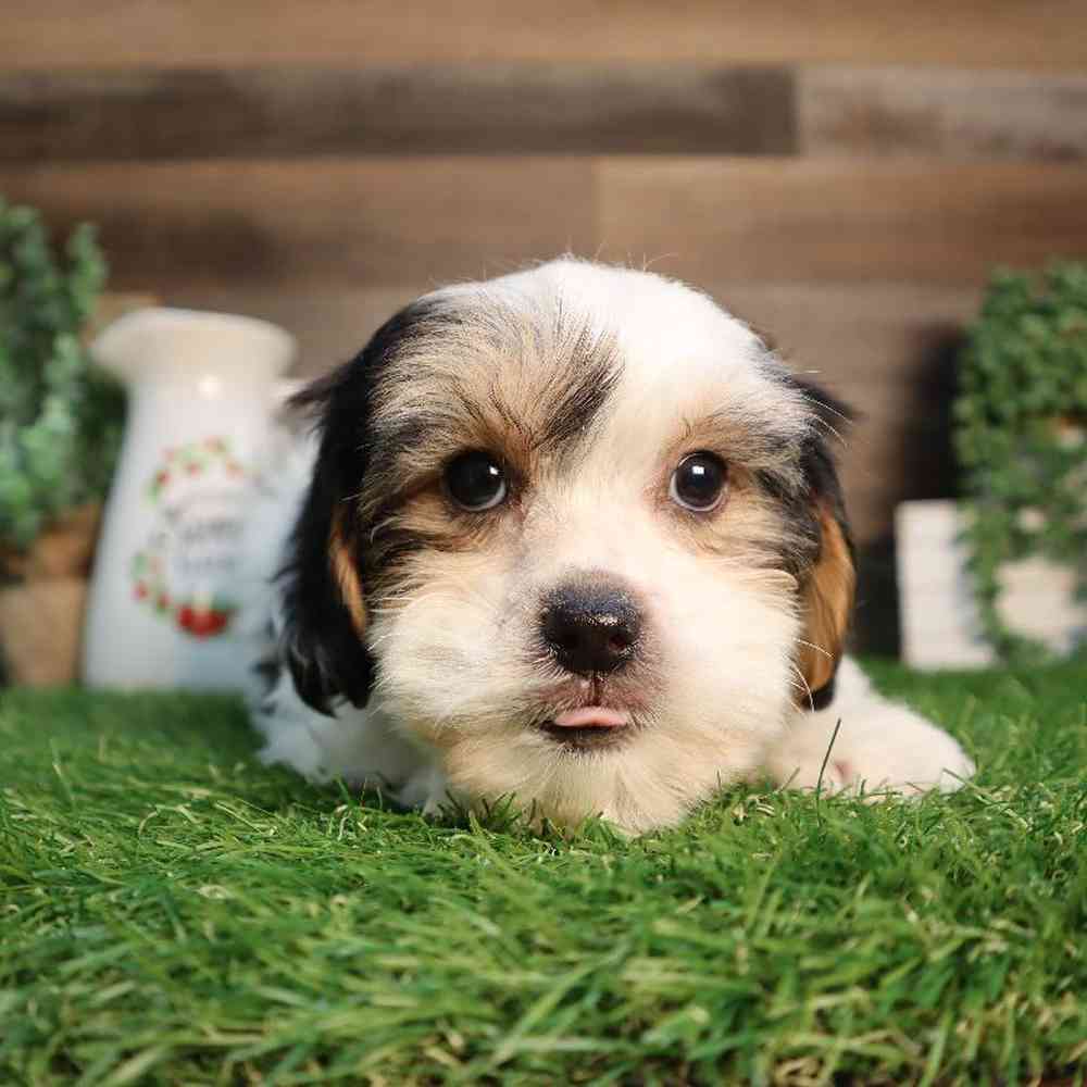 carousel pet images