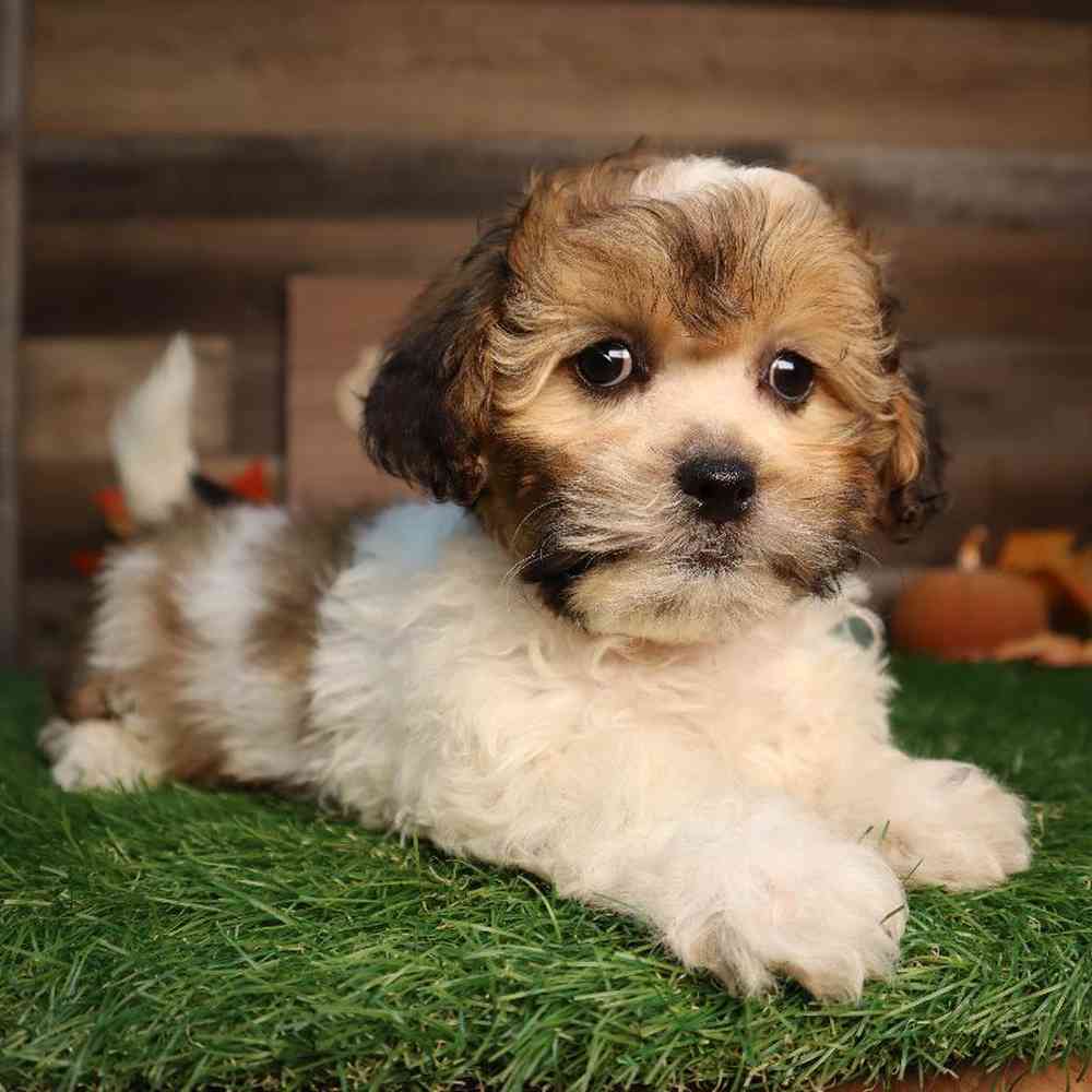 carousel pet images
