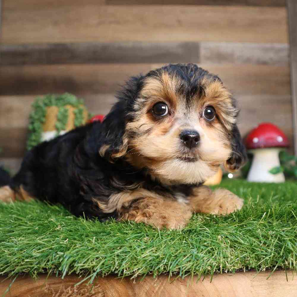Female Teddy Yorkie Puppy for Sale in Blaine, MN