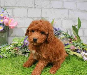 Bichon-Poo