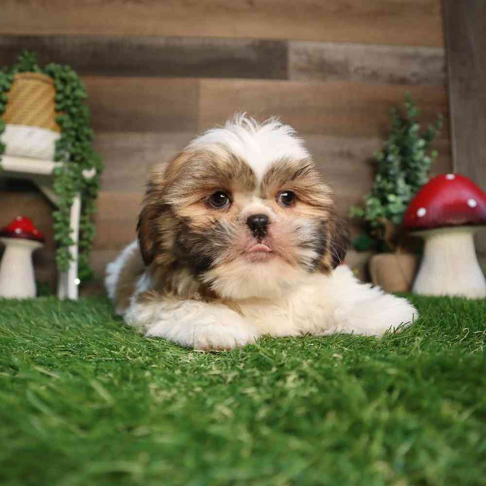 carousel pet images