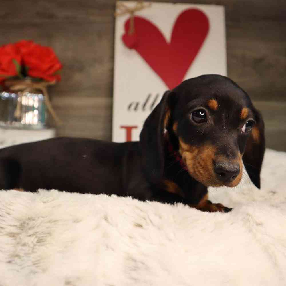 Female Dachshund Puppy for Sale in Blaine, MN