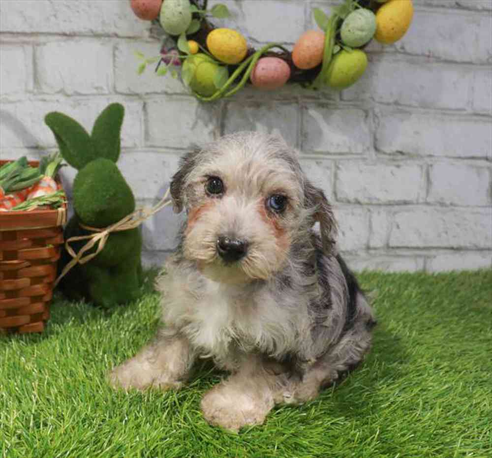 Schnoodle Puppy for sale - Four Paws and a Tail