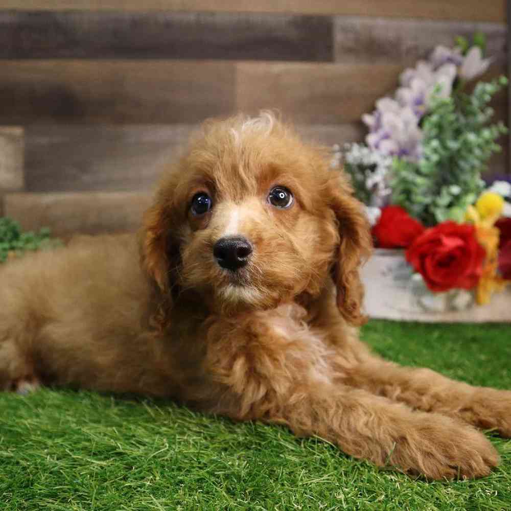 carousel pet images