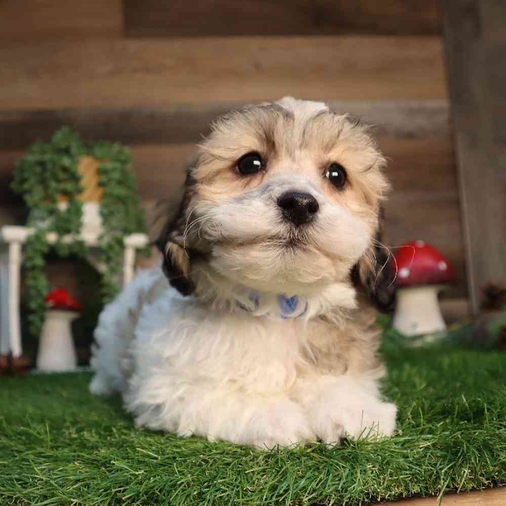 carousel pet images