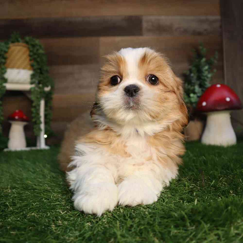 carousel pet images