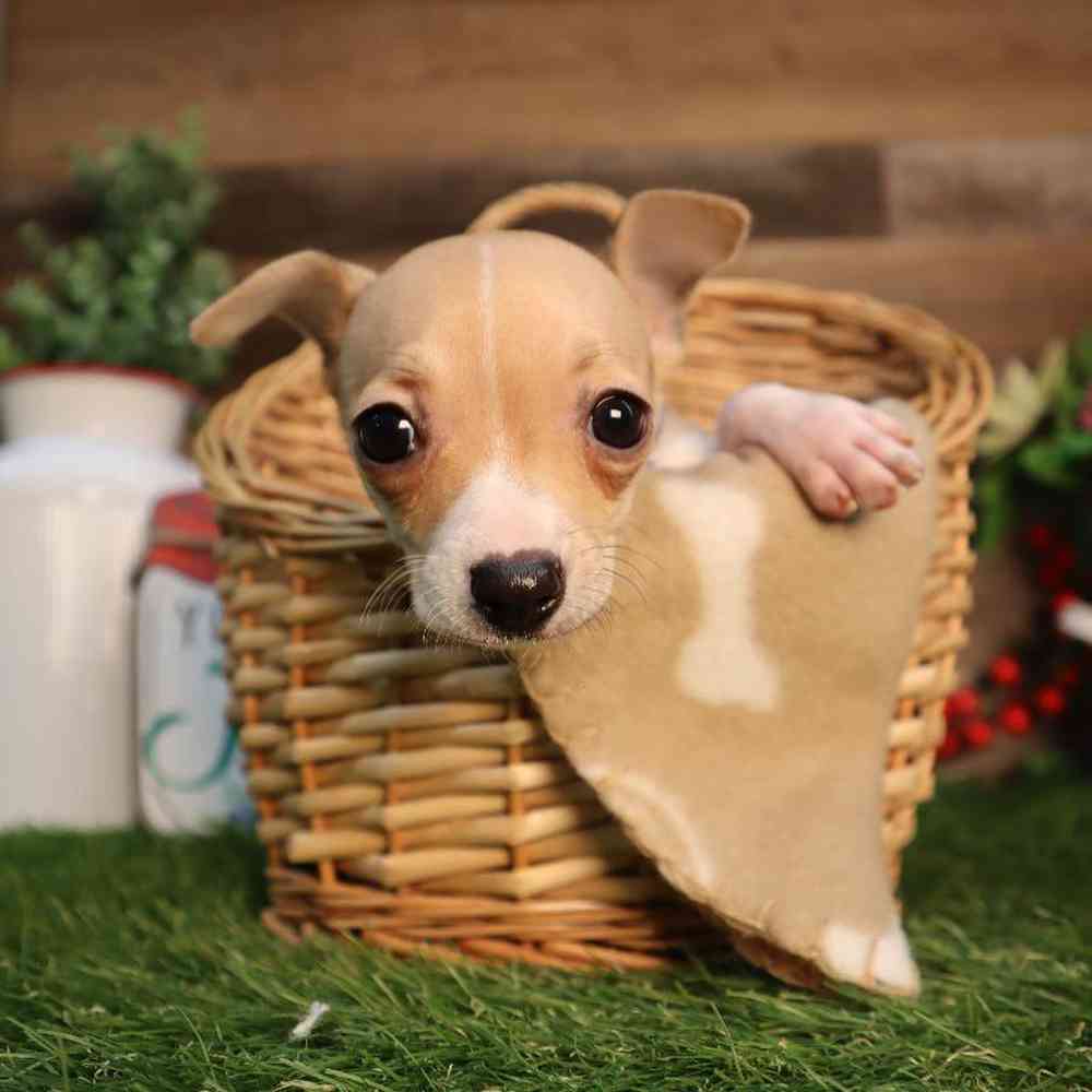 carousel pet images