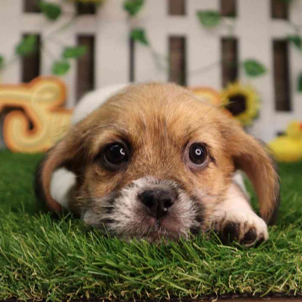 carousel pet images