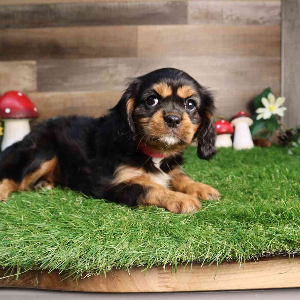 carousel pet images