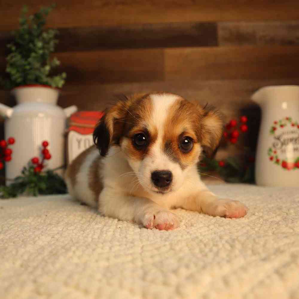 carousel pet images
