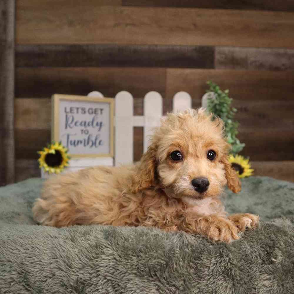Female Poodle Puppy for Sale in Blaine, MN