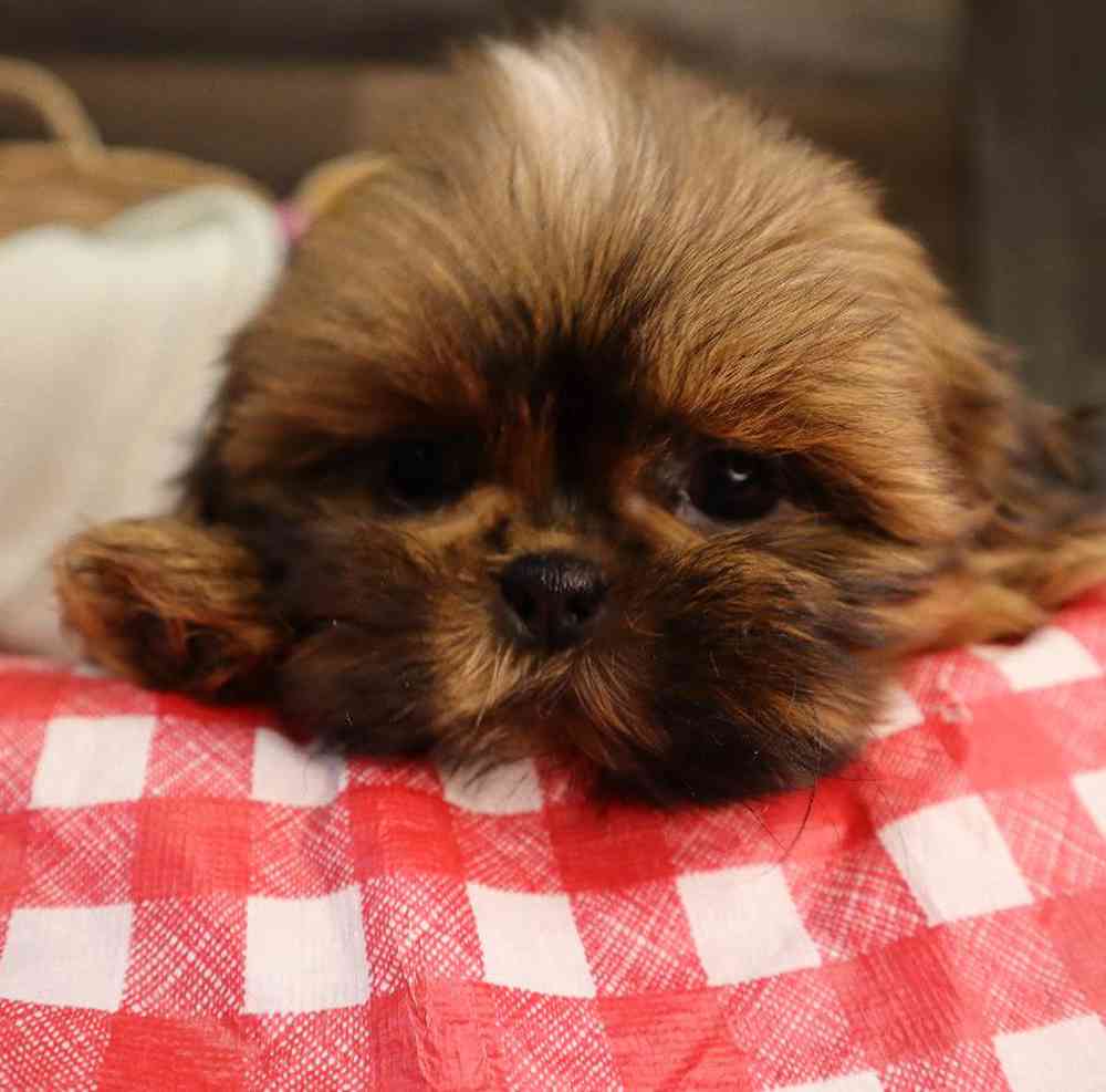 carousel pet images