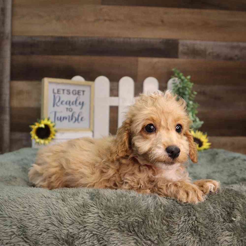 Female Poodle Puppy for Sale in Blaine, MN
