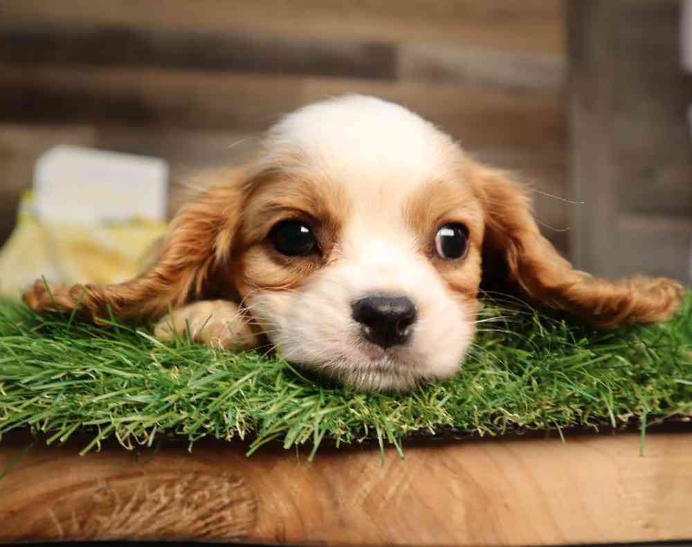 carousel pet images