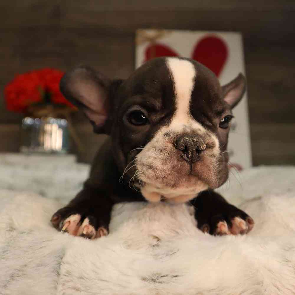 Male French Bulldog Puppy for Sale in Blaine, MN