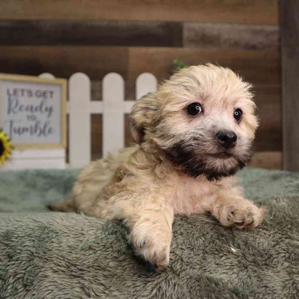 carousel pet images