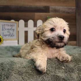 Shorkie