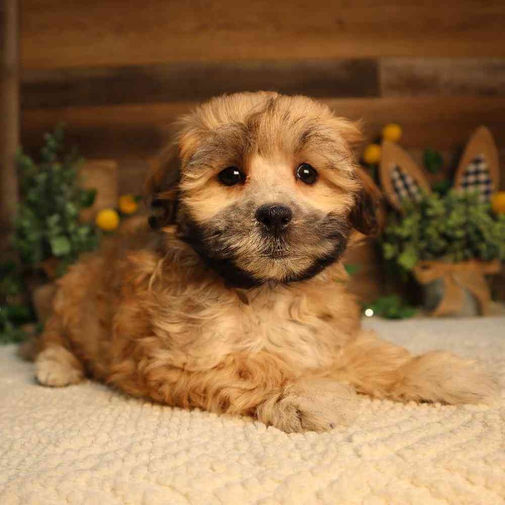 Male Shipoo Puppy for Sale in Blaine, MN
