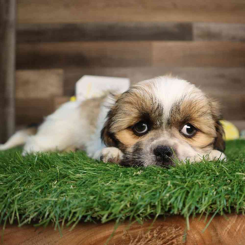 Female Shih Tzu Puppy for Sale in Blaine, MN