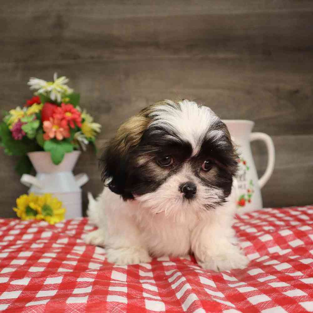 carousel pet images