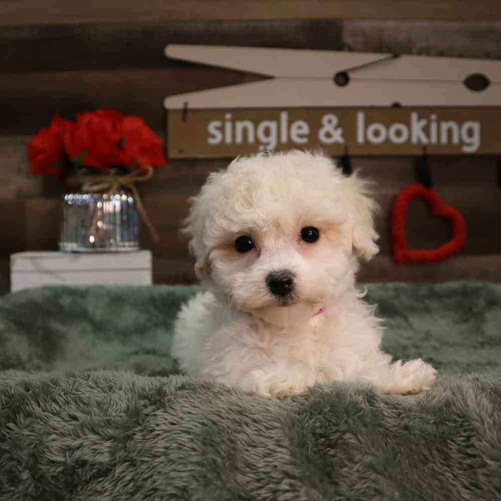 Female Bichon Frise Puppy for Sale in Blaine, MN