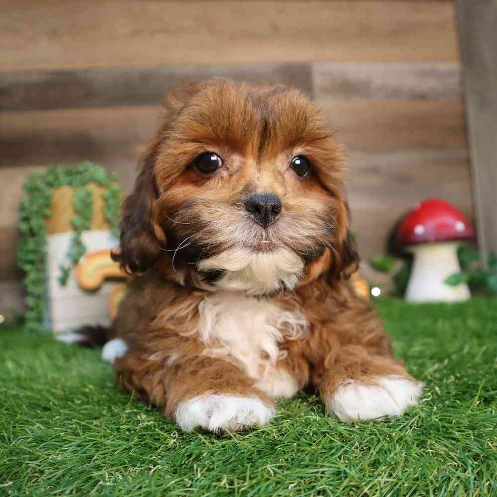 carousel pet images