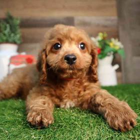 Cavapoo