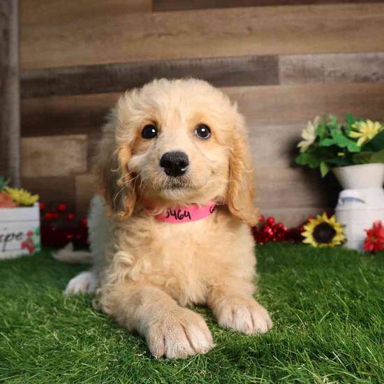 Daisy