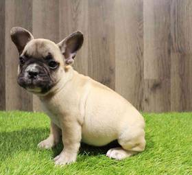 French Bulldog
