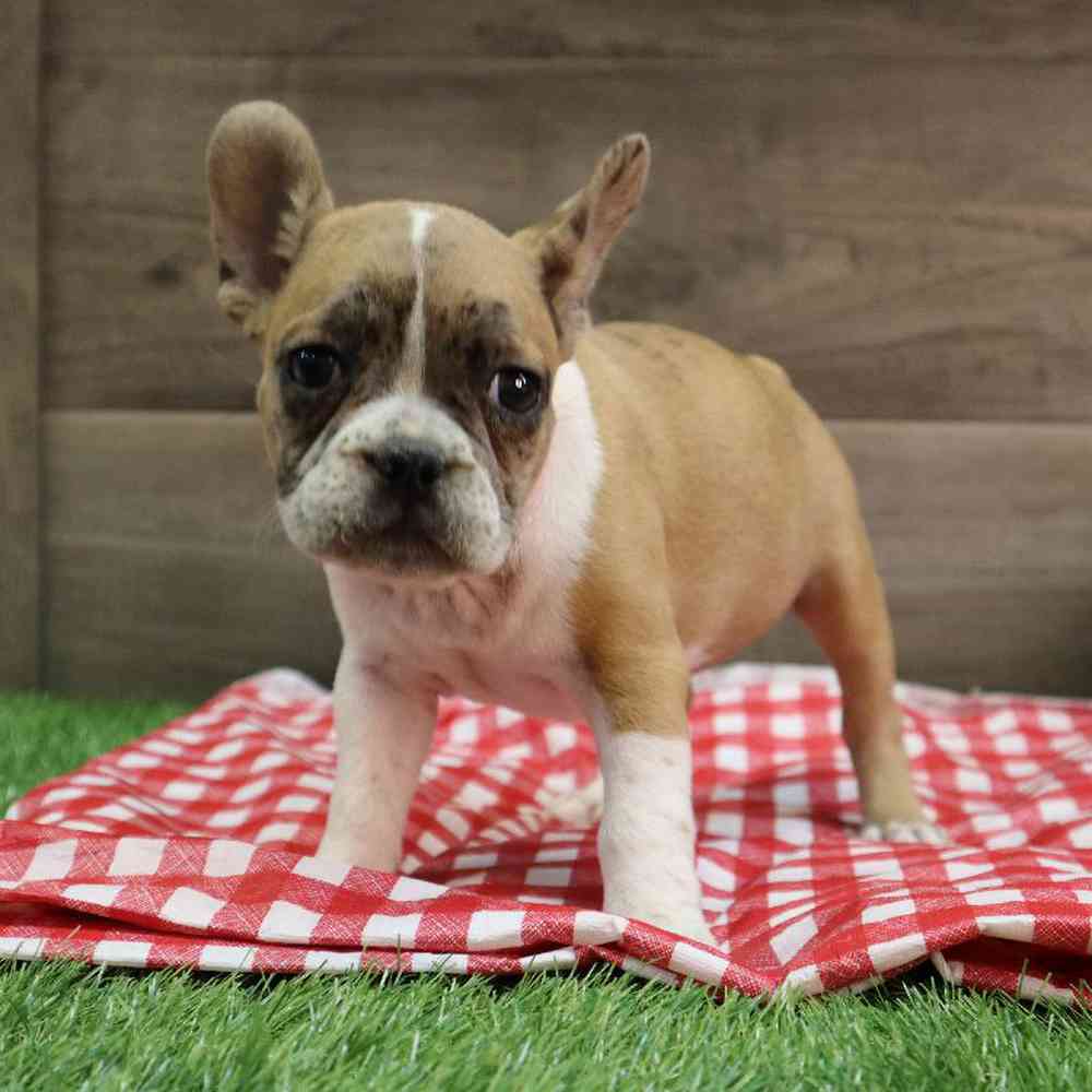 Female Frenchton Puppy for sale