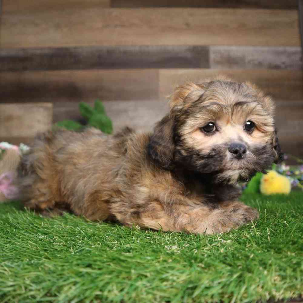 carousel pet images