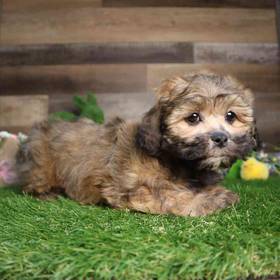 Teddy Bear