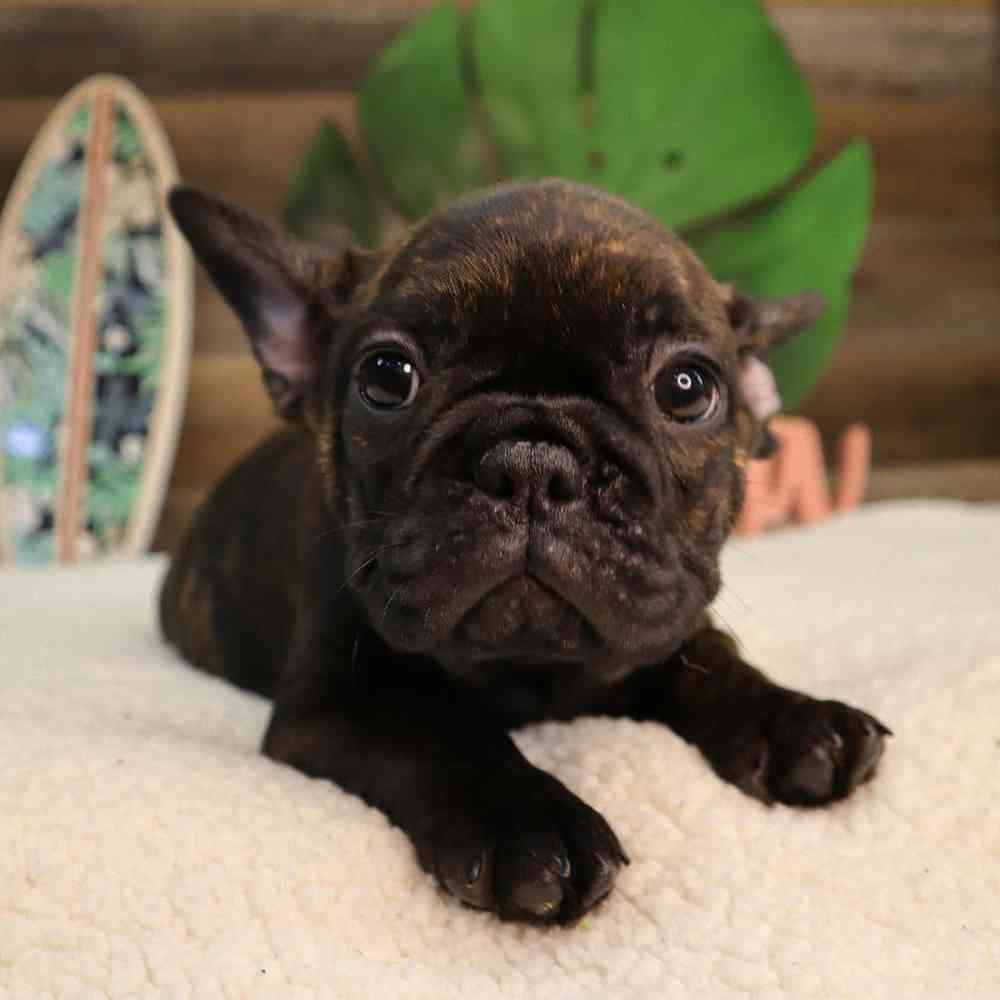 Male French Bulldog Puppy for Sale in Blaine, MN